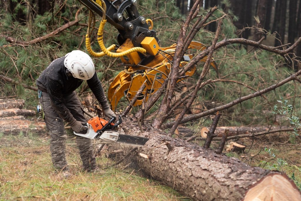 Tree cutting