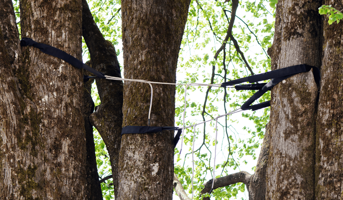 Tree Cabling & Bracing