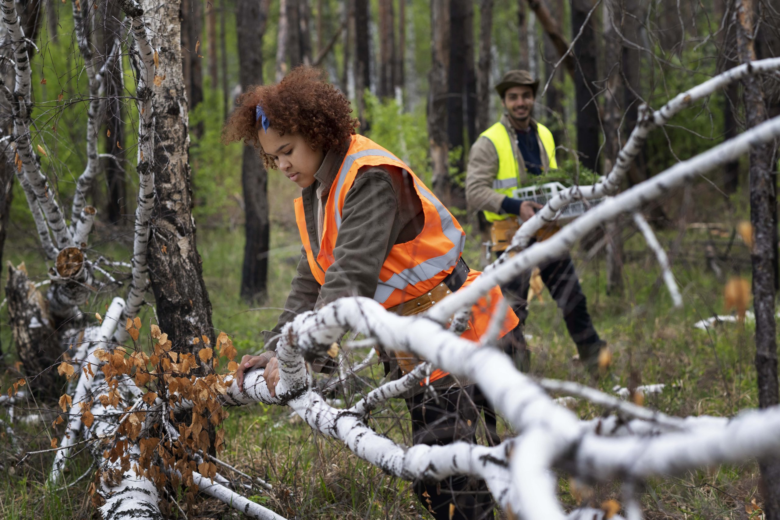 Tree Land Clearing