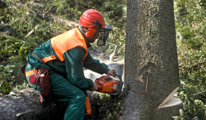 Tree Stump Removal