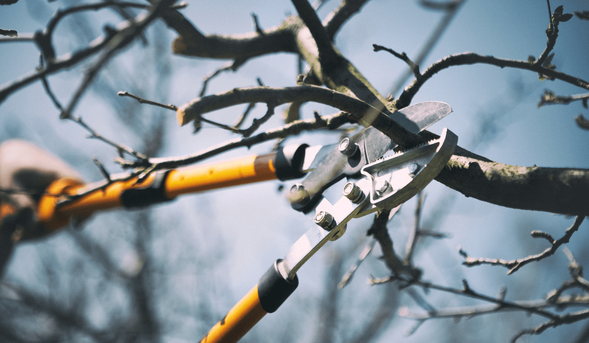 Tree trimming annd pruning