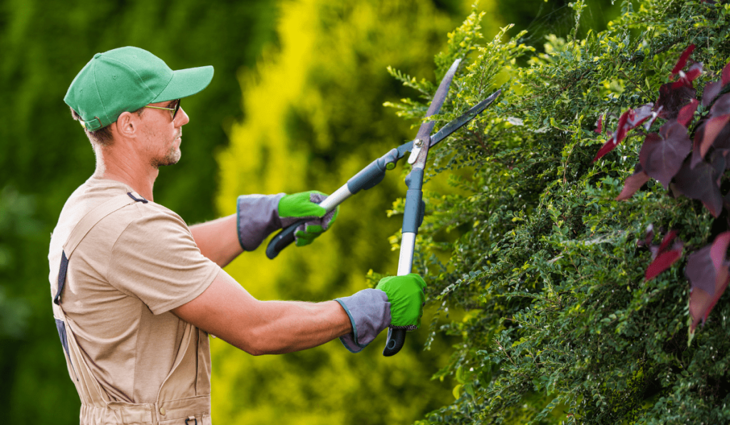 tree cleaning